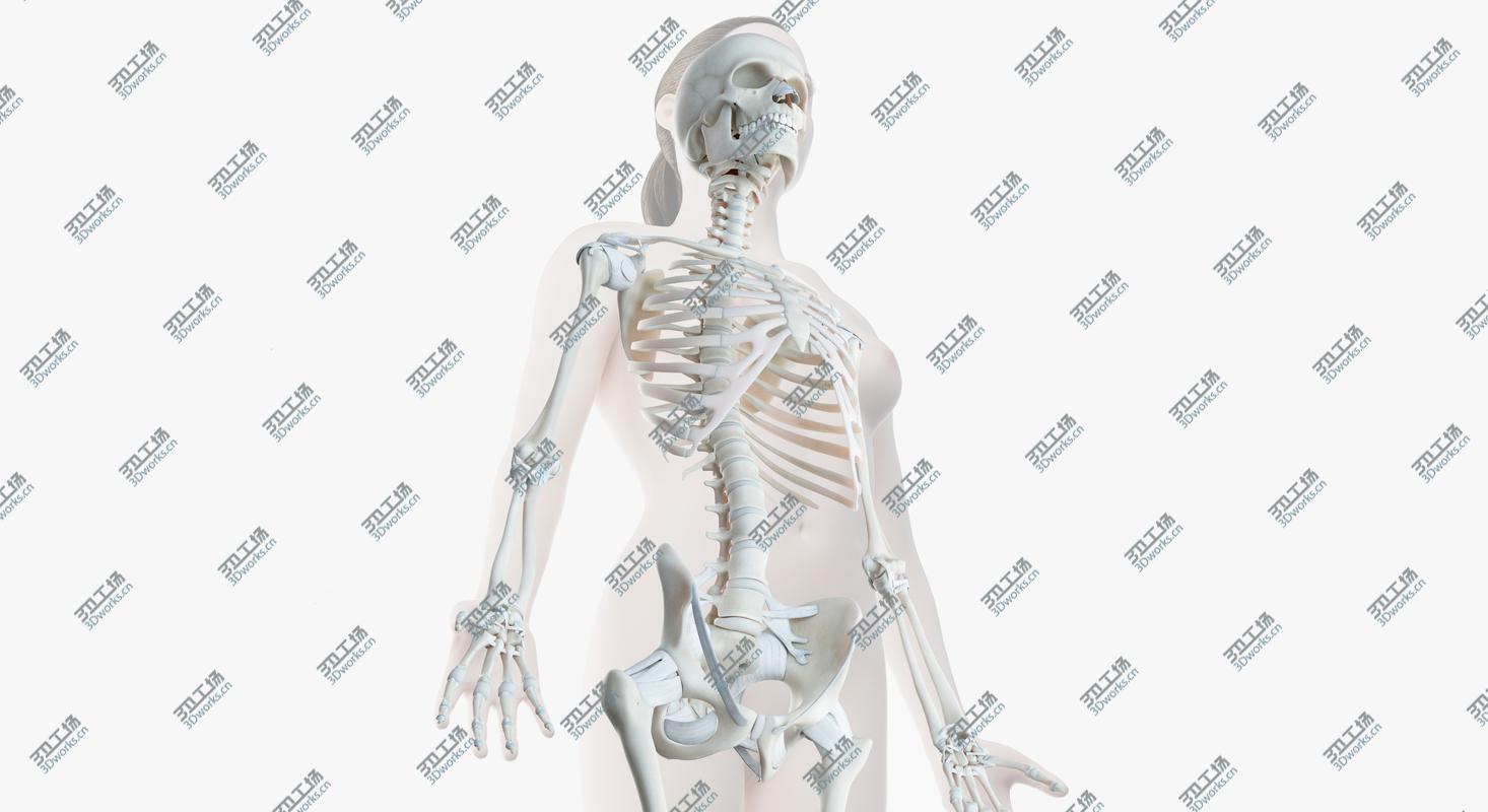 images/goods_img/202104094/3D Female Skin, Skeleton And Ligaments/1.jpg